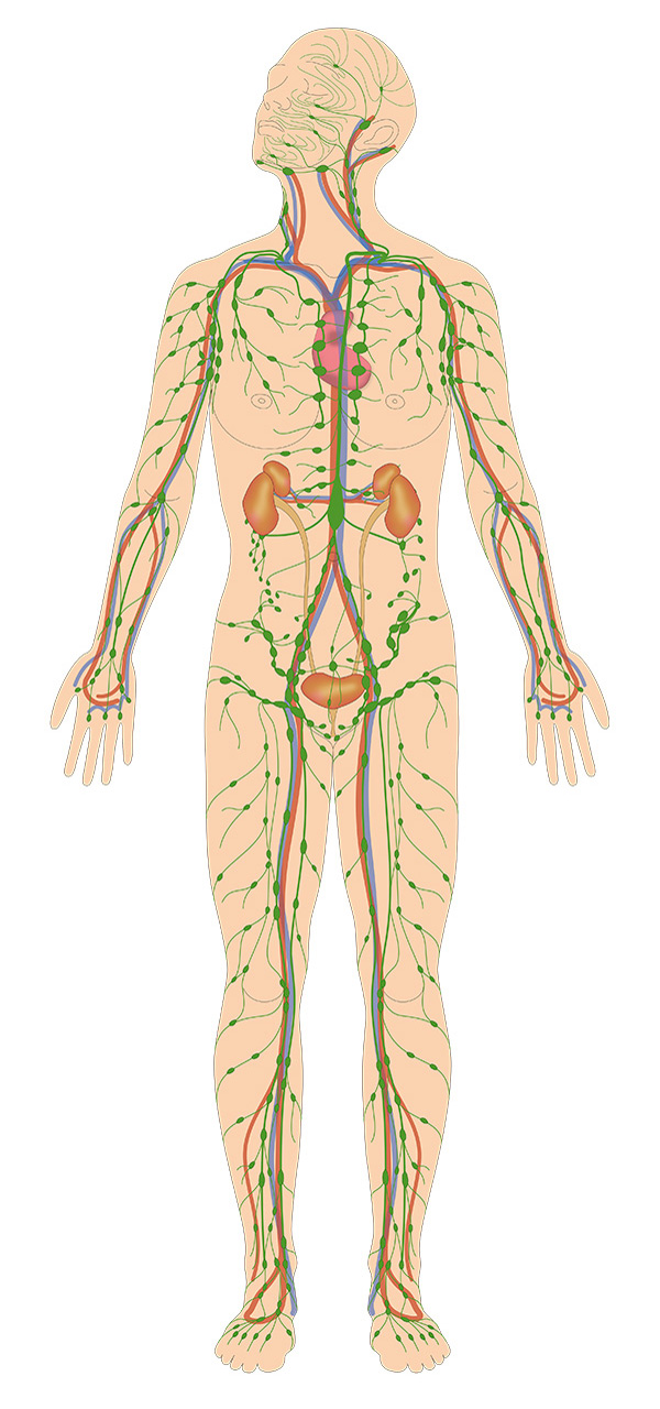 人体図 人体図の画像